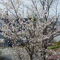 庭の桜咲く_1