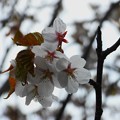 庭の桜咲く_2