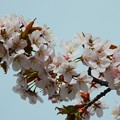 庭の桜咲く_4