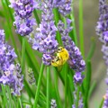 Photos: 花と蜜蜂