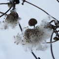 写真: 雪中の秋明菊の種