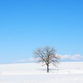 雪原の一本樹