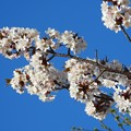 写真: 北の桜_2