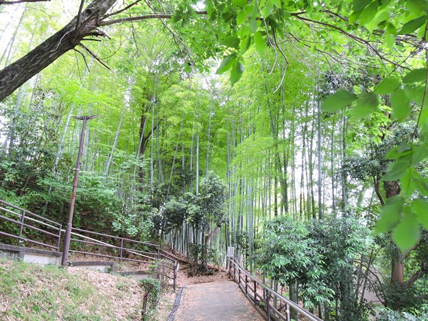 竹林の坂道