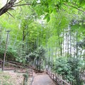 写真: 竹林の坂道