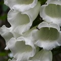 写真: ジギタリス白花