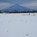 Photos: 雪の利尻富士_1
