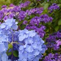 写真: 紫陽花その1