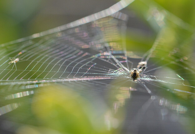 輝く蜘蛛の糸
