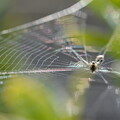 写真: 輝く蜘蛛の糸