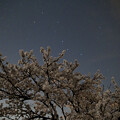 写真: 桜と北斗七星