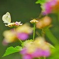 写真: 白い蝶