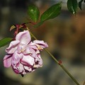 Photos: ピンクのお花
