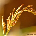 写真: フユノハナワラビ（冬の花蕨）