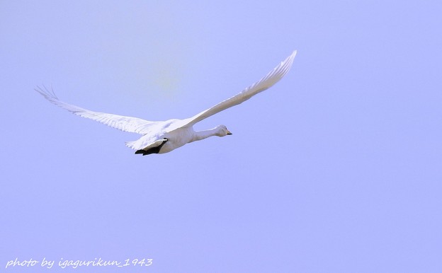 写真: 白鳥の飛翔