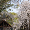 写真: 神田川の桜