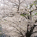 写真: 神田川の桜