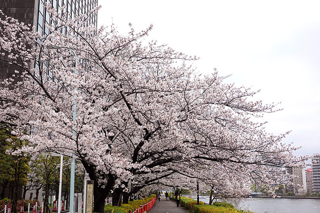 写真: 永代橋〜中央大橋間の桜
