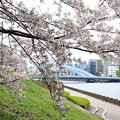 永代橋〜中央大橋間の桜