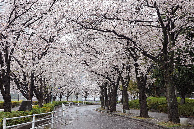 写真: 永代橋〜中央大橋間の桜