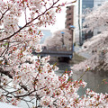 写真: 門前仲町の桜