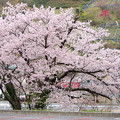 写真: 芦ヶ久保の桜