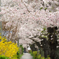 写真: 長瀞の桜