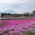 写真: 富士芝桜まつりにて