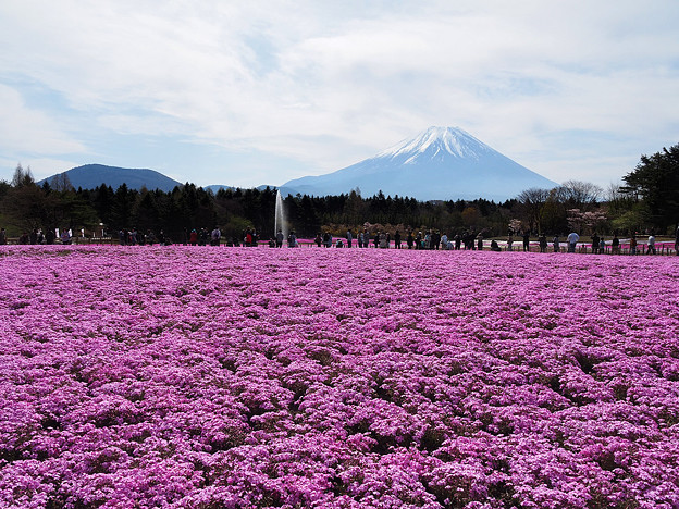 写真: 富士芝桜まつりにて