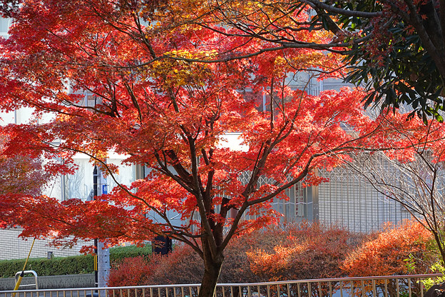 写真: 中野周辺の紅葉