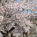 写真: 長瀞の桜