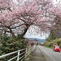 写真: 谷崎の桜