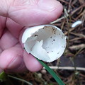 写真: 何かの卵の殻2