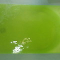 写真: ノボピン 松の精_お湯の色