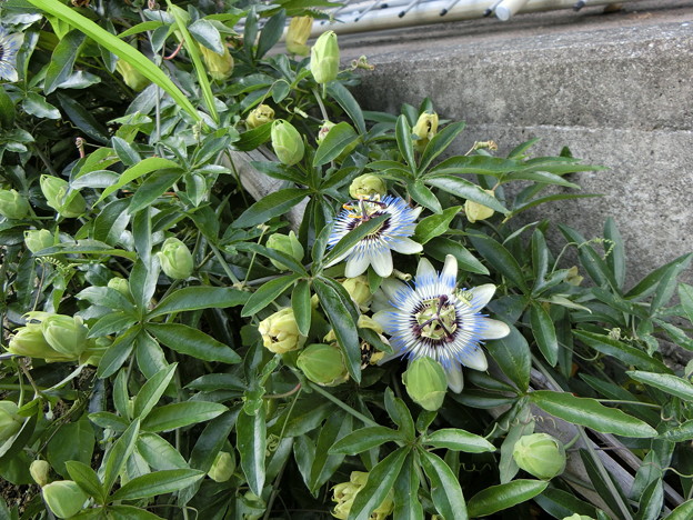 Photos: 花壇に花