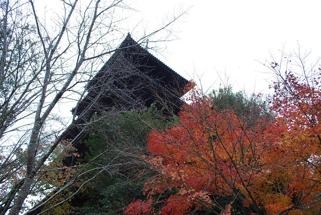 写真: 五重塔と紅葉