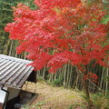 写真: 綺麗な紅葉