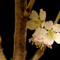 写真: 桜　おかわり