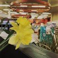 Photos: Yellow Daffodil　3-7-21