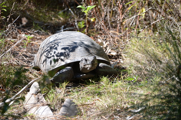 写真: Gopher Tortoise 3-7-21