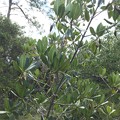 写真: Red Mangrove 3-11-21