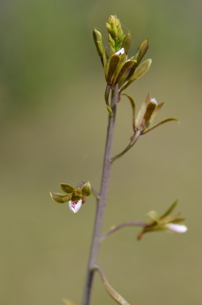 写真: Chinese Crown Orchid I 3-31-21