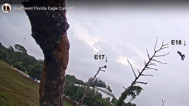 写真: No3  Cam2 E18 Fledge to Old Cam2 Tree 4-21-2021 0853AM
