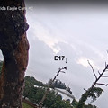 写真: No3  Cam2 E18 Fledge to Old Cam2 Tree 4-21-2021 0853AM