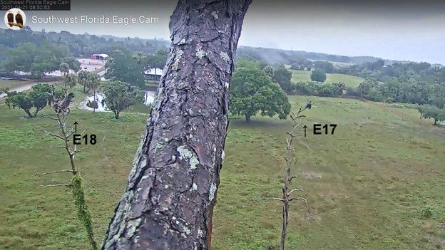写真: No4  E18 無事にOld Cam2 Treeに着陸 4-21-2021 0852AM