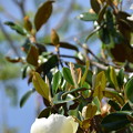 写真: Southern Magnolia III 4-15-21