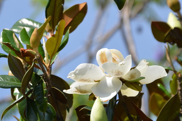 写真: Southern Magnolia IV 4-15-21