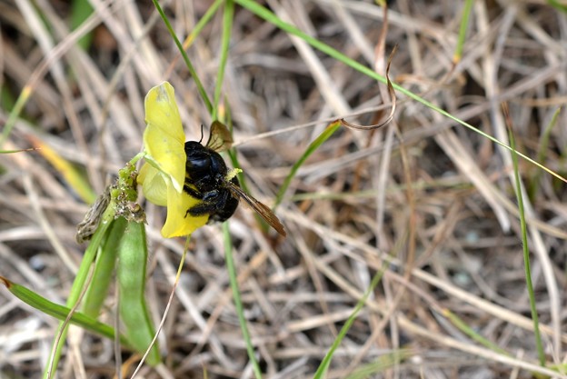 写真: Female Southern Carpenter Bee 3-31-21