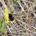 Female Southern Carpenter Bee 3-31-21