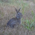 写真: Peter Rabbit 5-26-21